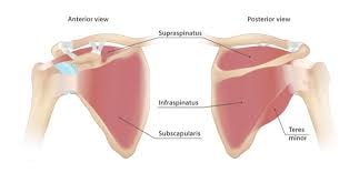 Rotator cuff anatomy