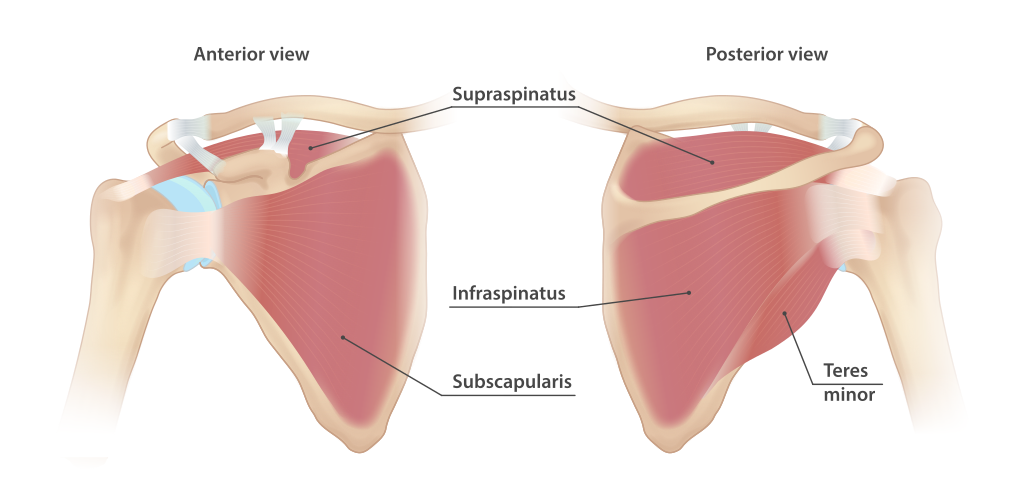 Rotator cuff anatomy