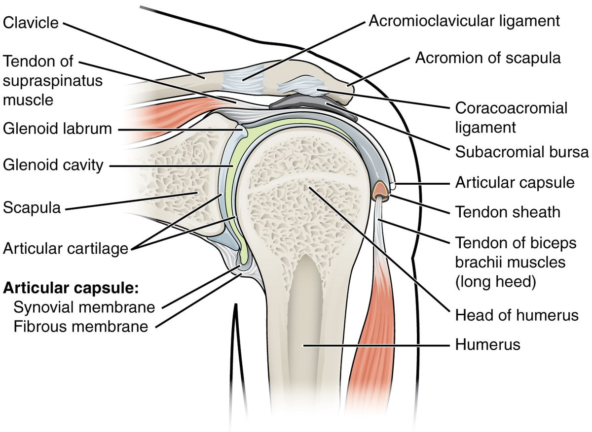 The shoulder socket is the most movable joint